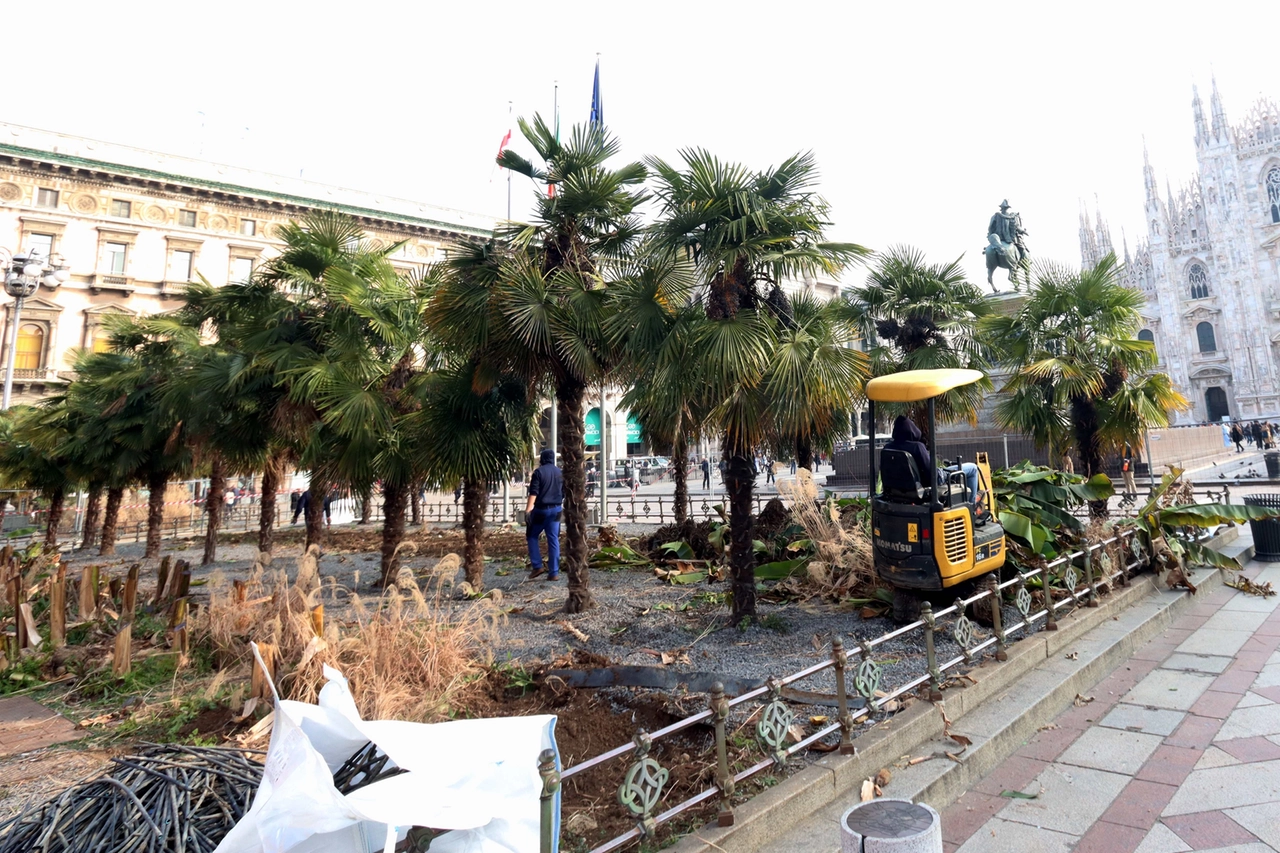 Palme e banani in piazza Duomo a Milano