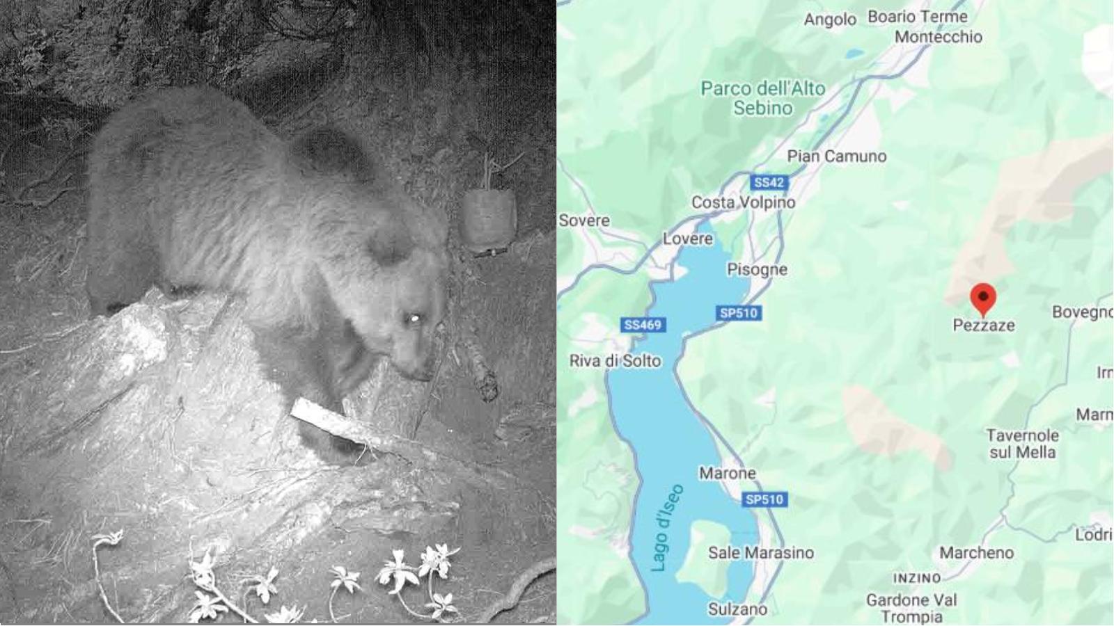 l orso torna sui monti bresciani un esemplare filmato sul colle di san zeno da Ilgiorno.it l orso torna sui monti bresciani un esemplare filmato sul colle di san zeno