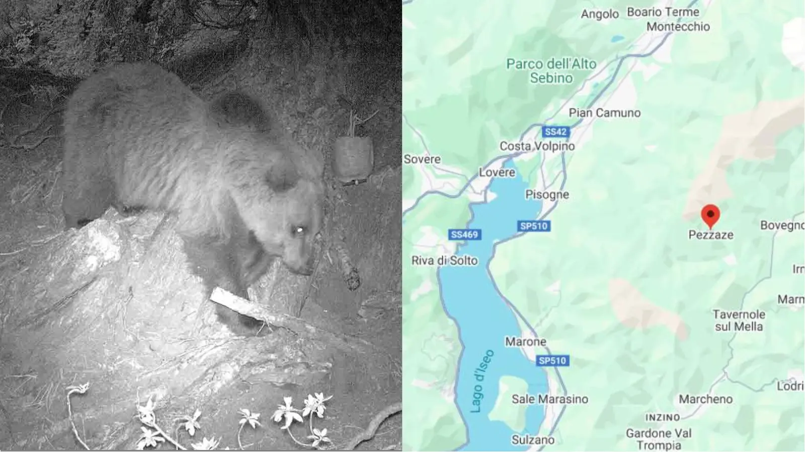 L’orso torna sui monti bresciani: un esemplare filmato sul colle di San Zeno