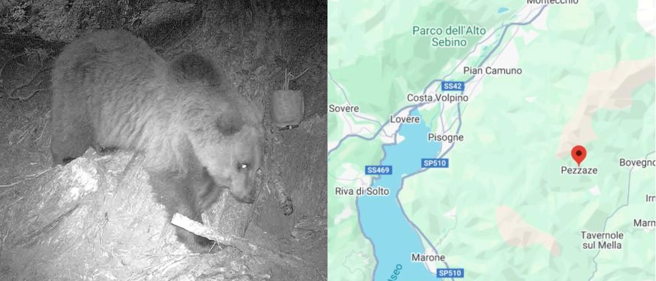 L’orso torna sui monti bresciani: un esemplare filmato sul colle di San Zeno