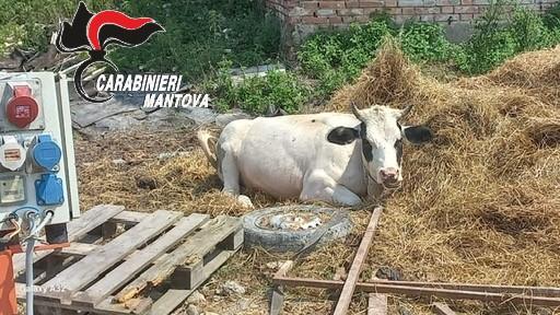ostiglia una discarica di rifiuti tossici e una mucca in fin di vita in un deposito sequestrato dai carabinieri