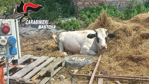 La mucca, attorcigliata attorno alla corda a cui era legata, era impossibilitata a muoversi e restava tutto il giorno sotto il sole cocente