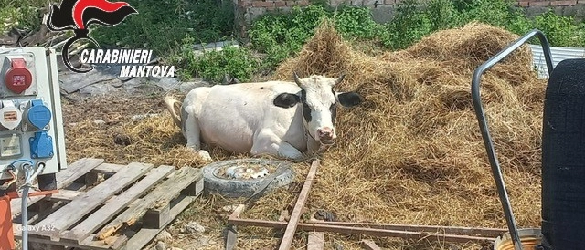 Ostiglia, una discarica di rifiuti tossici e una mucca in fin di vita in un deposito sequestrato dai carabinieri