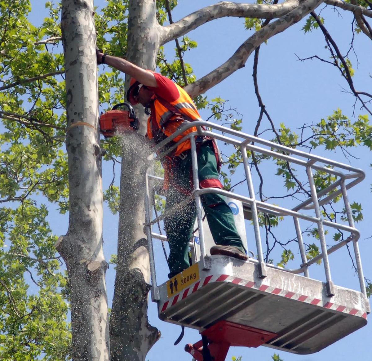Alberi abbattuti a rischio caduta. Il Wwf protesta
