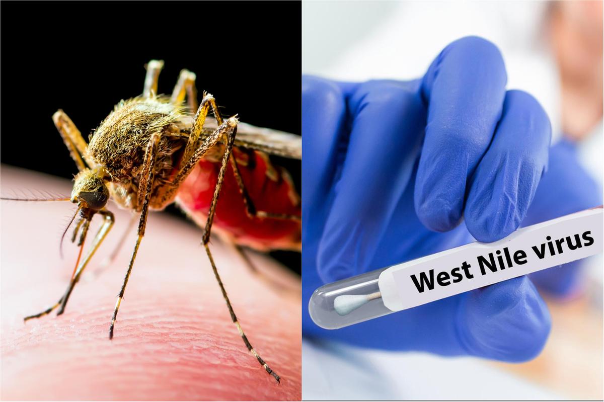 vigevano debutta la truffa del virus west nile sua figlia 232 malata ha bisogno di 5mila euro per curarsi