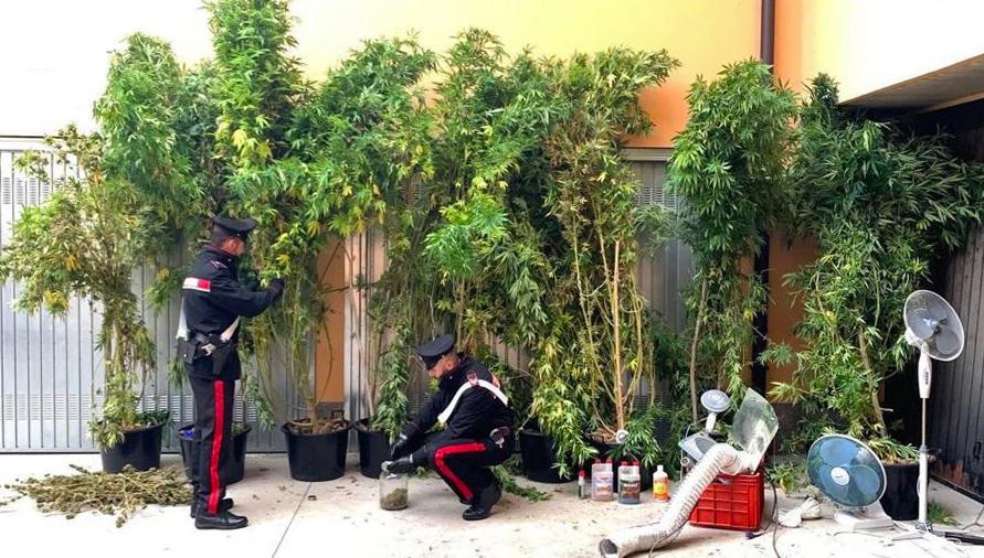 Consumi d’elettricità nel capannone disabitato: l’Enel avverte i carabinieri, spunta una maxi serra di marijuana Consumi d’elettricità nel capannone disabitato: l’Enel avverte i carabinieri, spunta una maxi serra di marijuana
