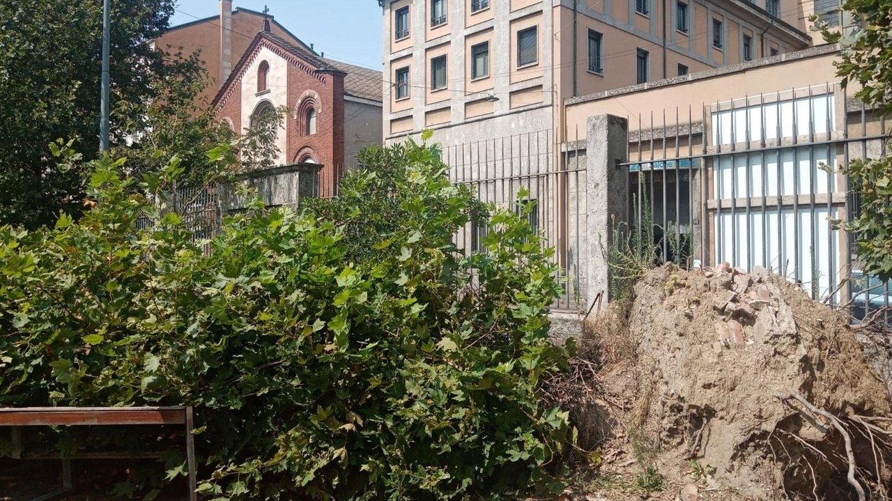 A Milano, un albero abbattuto da un nubifragio un anno fa è ancora lì, simbolo di una tragedia che non va dimenticata. Mentre si inaugura una mostra sulla fragilità degli alberi, si riflette sull'urgenza di proteggere l'ambiente e ripensare la progettazione urbana. A Milano, un albero abbattuto da un nubifragio un anno fa è ancora lì, simbolo di una tragedia che non va dimenticata. Mentre si inaugura una mostra sulla fragilità degli alberi, si riflette sull'urgenza di proteggere l'ambiente e ripensare la progettazione urbana.