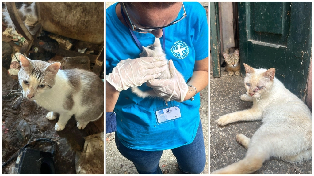 Alcune immagini diffuse da Enpa dei gatti, malati e denutriti, salvati dai volontari: 83 in un solo appartamento Alcune immagini diffuse da Enpa dei gatti, malati e denutriti, salvati dai volontari: 83 in un solo appartamento