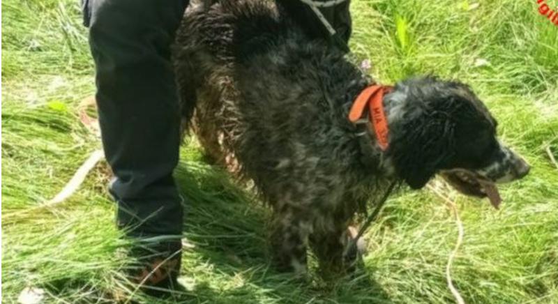 Cane inghiottito dalla terra: la lotta disperata di Mia e il salvataggio miracoloso: “Poteva finirci un bambino” Cane inghiottito dalla terra: la lotta disperata di Mia e il salvataggio miracoloso: “Poteva finirci un bambino”