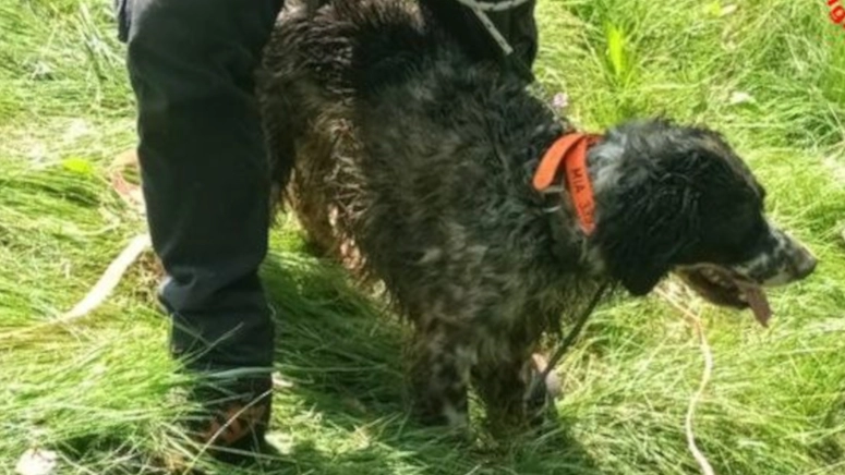Il cane Mia Il cane Mia