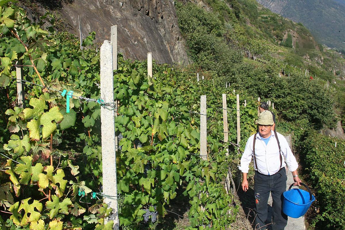 Valtellina pronta per la vendemmia 2025: qualità eccellente ma quantità ridotta
