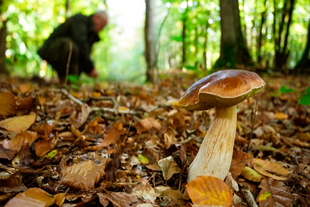 Un cercatore di funghi (foto d'archivio)