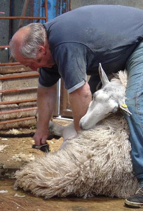 Il doppio regalo dell’estate. Tosatura delle pecore a fin di bene. Donati 5 chili di lana agli artigiani