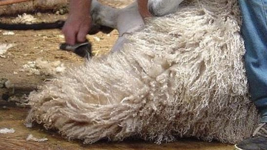 La tosatura delle pecore all’Enpa
