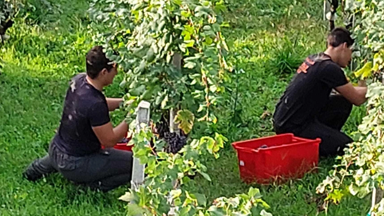 Una lezione all’aria aperta Gli studenti mentre raccolgono i grappoli di uva Nebbiolo sui vigneti terrazzati Una lezione all’aria aperta Gli studenti mentre raccolgono i grappoli di uva Nebbiolo sui vigneti terrazzati