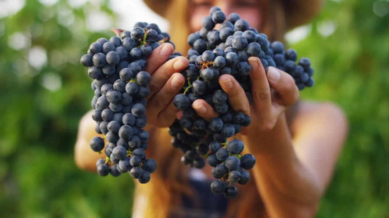 Vendemmia 2025 con i bambini: dove raccogliere l