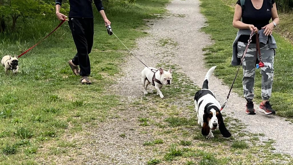 Il Bosco in città ha compiuto 22 anni Oggi è un cuscinetto verde che mitiga l’impatto della Valtidone sulla zona dello Zerbo