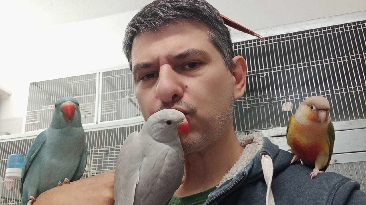 Mirko Amara infermiere e per hobby allevatore di pappagalli Da 8 anni si occupa di numerose coppie di volatili Mirko Amara infermiere e per hobby allevatore di pappagalli Da 8 anni si occupa di numerose coppie di volatili