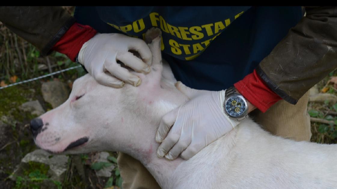 Orrore a Mantova: cane trovato in condizioni disumane, denunciato il proprietario