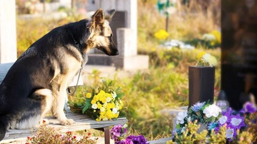 Il Comune ha varato il regolamento per la sepoltura “congiunta” esseri umani-animali Il Comune ha varato il regolamento per la sepoltura “congiunta” esseri umani-animali