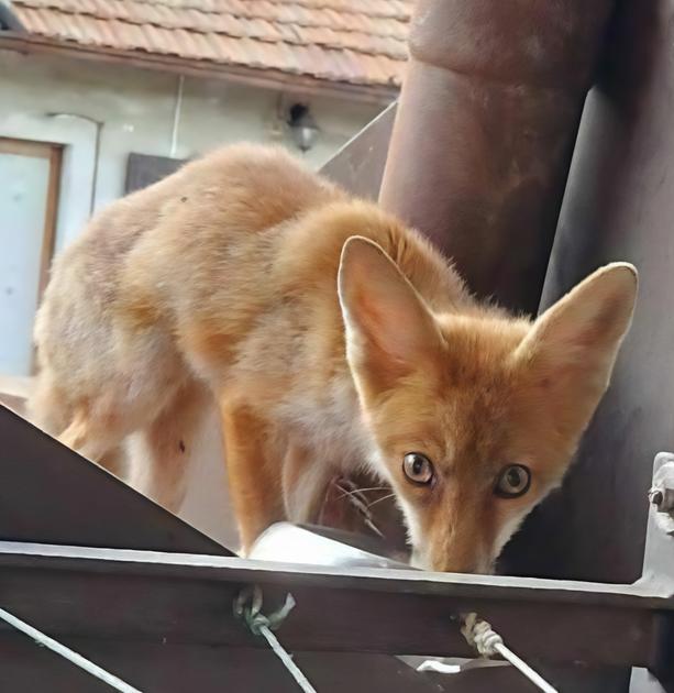 La volpe di Arcore. Simbolo del no a Pedemontana La volpe di Arcore. Simbolo del no a Pedemontana