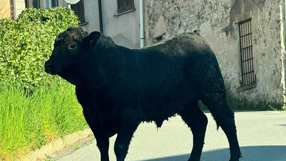 Il grosso toro in fuga a Oggiono: la task-force intervenuta dopo che ha caricato una donna è stata costretta ad abbatterlo Il grosso toro in fuga a Oggiono: la task-force intervenuta dopo che ha caricato una donna è stata costretta ad abbatterlo