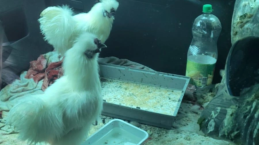 L'abitacolo dell'auto era stato trasformato in un'aia, ma per le galline c'era poco da beccare L'abitacolo dell'auto era stato trasformato in un'aia, ma per le galline c'era poco da beccare