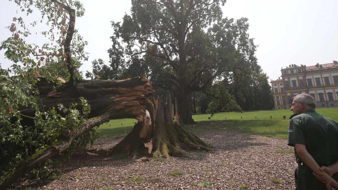 Nel luglio 2023 il maltempo ha scoperchiato palazzi e abbattuto oltre 22mila alberi Nel luglio 2023 il maltempo ha scoperchiato palazzi e abbattuto oltre 22mila alberi