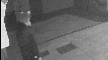 Il ladro immortalato dalle immagini (video Polizia)
