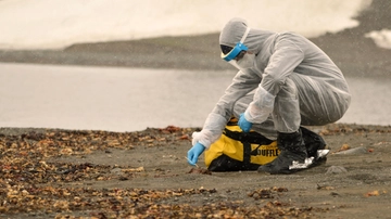 La prossima pandemia? “L’aviaria è fortemente possibile”. Il monito della Società di virologia