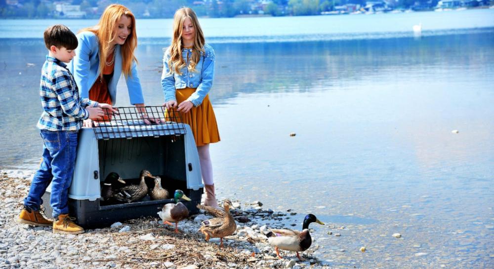 Effetto Konrad da Ilgiorno.it effetto konrad sul lago di como i piccoli di germano tornano nella sede dei volontari