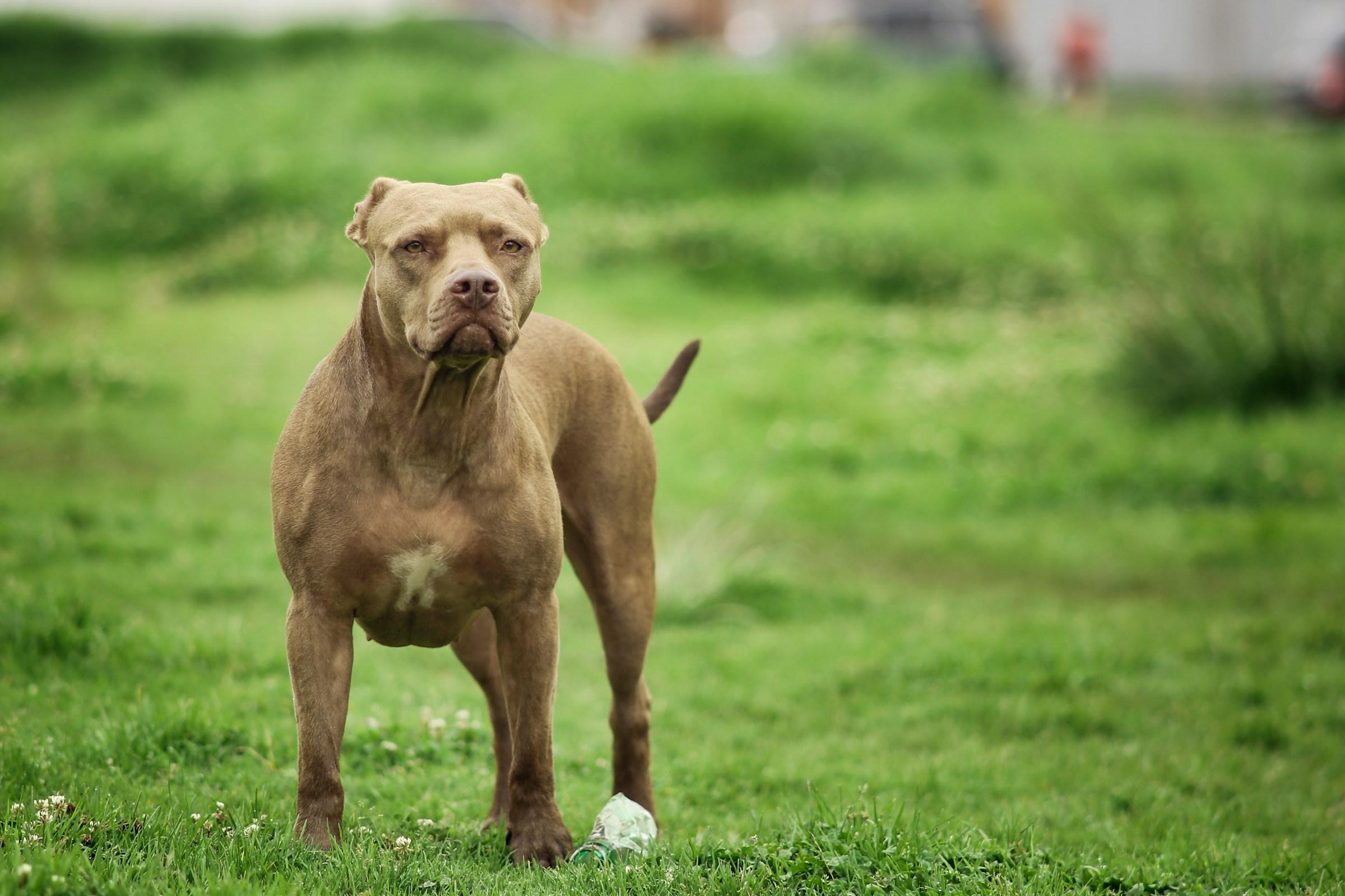 Pittbull azzanna e uccide un maltese a Tavazzano: accertamenti sul padrone del molosso Pittbull azzanna e uccide un maltese a Tavazzano: accertamenti sul padrone del molosso