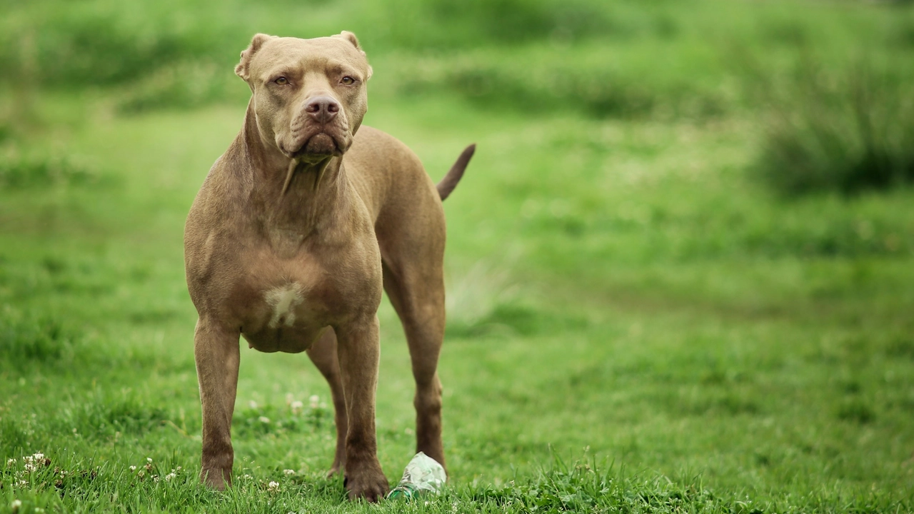 Pittbull azzanna e uccide un maltese a Tavazzano: accertamenti sul padrone del molosso