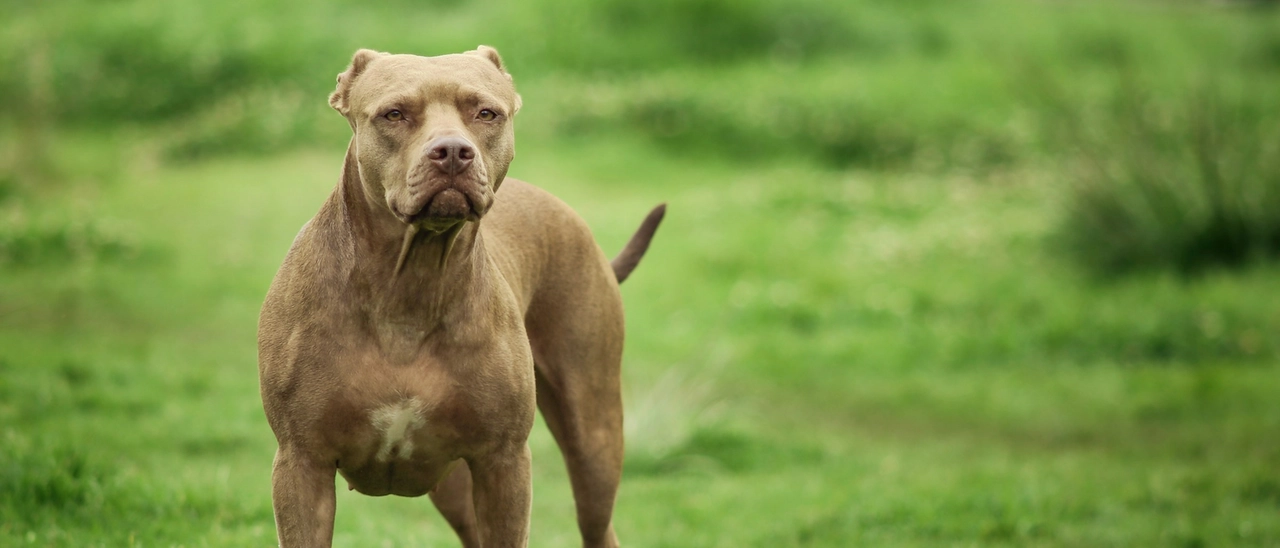 Pittbull azzanna e uccide un maltese a Tavazzano: accertamenti sul padrone del molosso