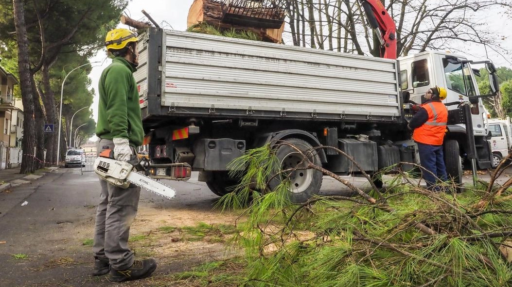 Lungo il Villoresi sono stati rimossi diversi alberi per lasciare spazio alla futura ciclabile del progetto Cambio Le piante saranno presto sostituite Lungo il Villoresi sono stati rimossi diversi alberi per lasciare spazio alla futura ciclabile del progetto Cambio Le piante saranno presto sostituite
