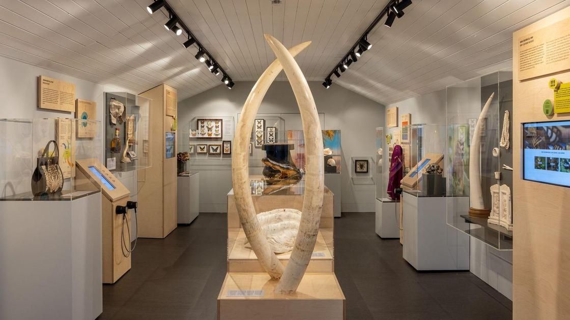 Museo delle dogane. Zanne di elefante e borse di alligatore