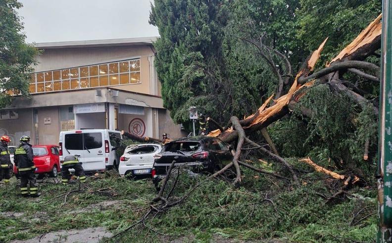 fulmine abbatte un grande pino vetture distrutte e paura a desio