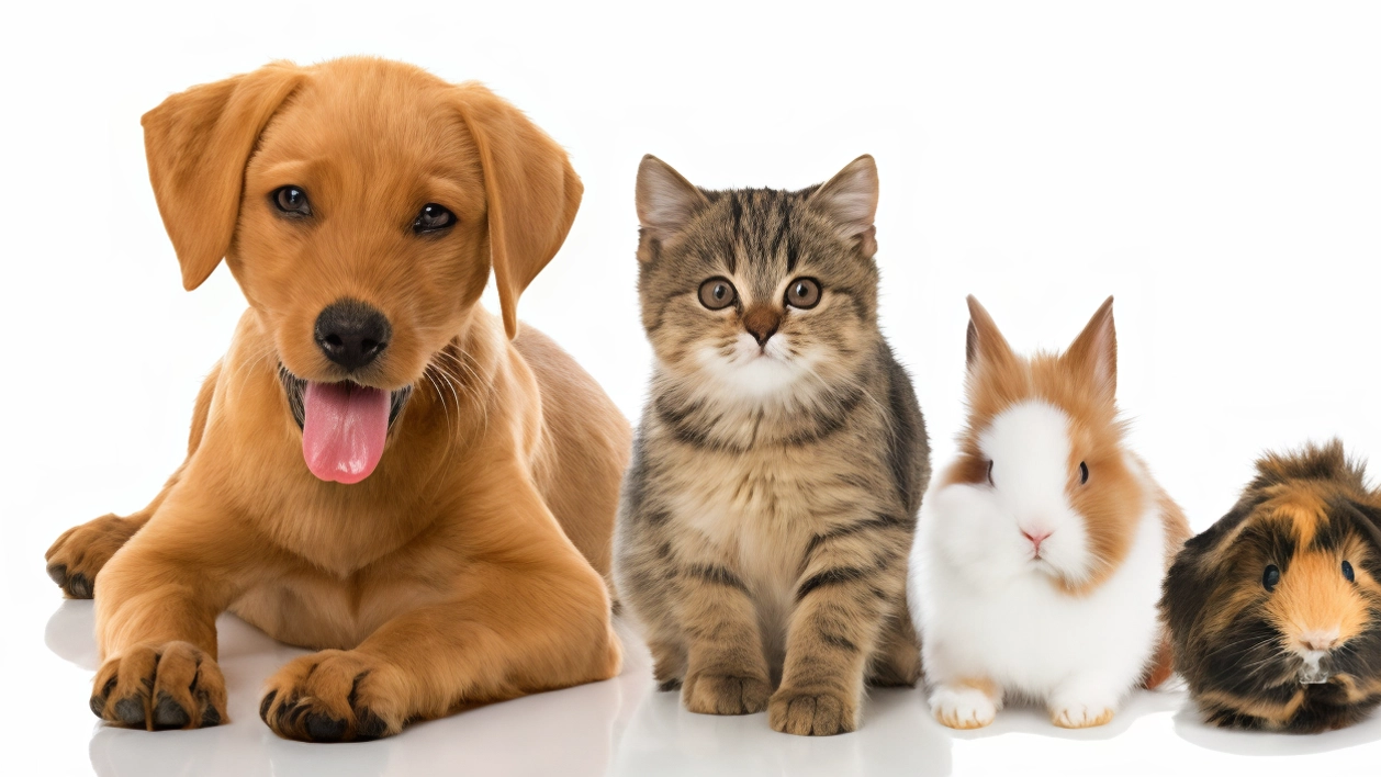 Il Comune punta a sostenere le associazioni che tutelano gli animali in città