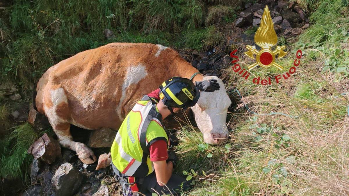 Passo del Tonale, mucca scivola in un dirupo: imbracata e trasportata con l’elicottero dei Vigili del fuoco Passo del Tonale, mucca scivola in un dirupo: imbracata e trasportata con l’elicottero dei Vigili del fuoco