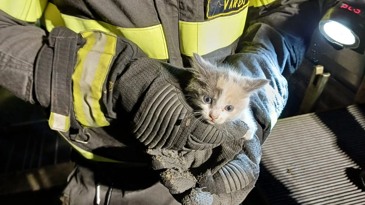Il micio salvato dai vigili del fuoco