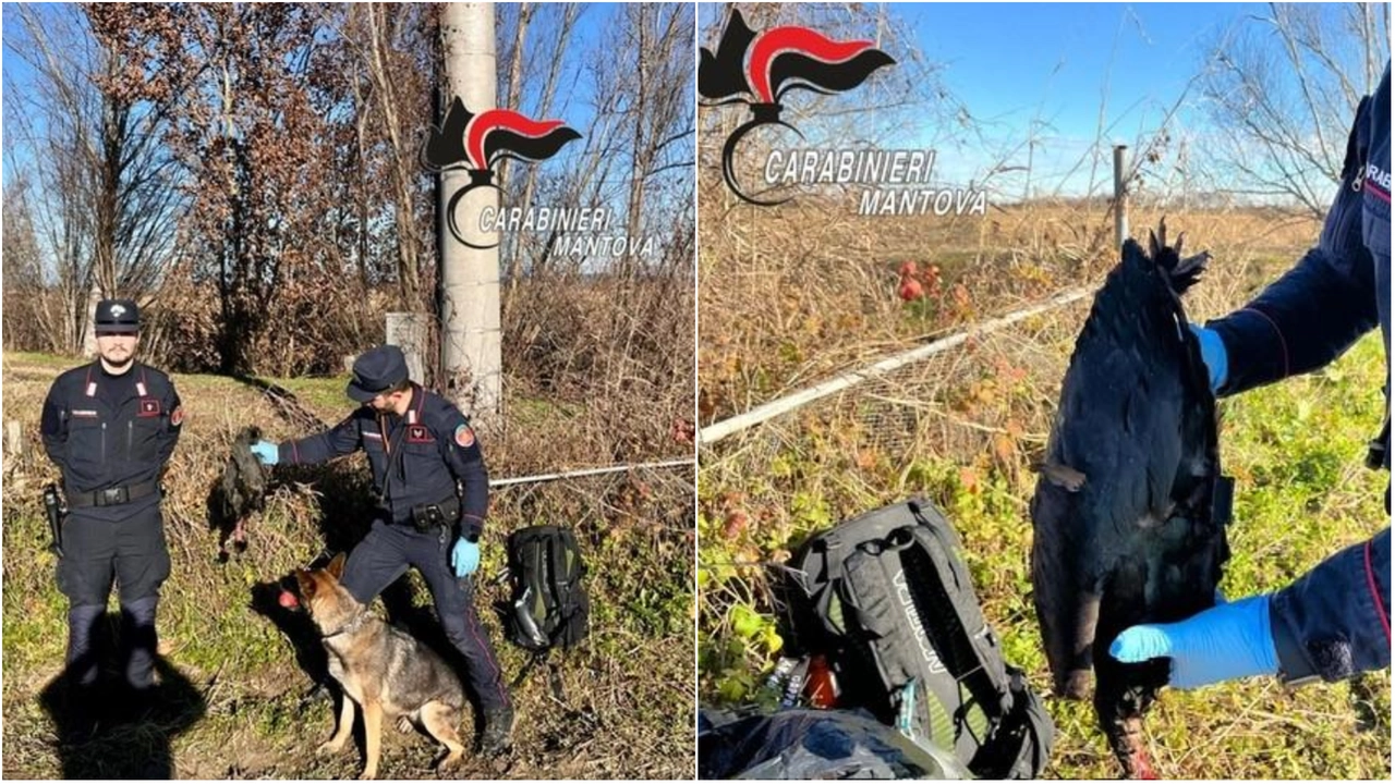 I carabinieri forestali di Mantova con l'ibis eremita trovato morto I carabinieri forestali di Mantova con l'ibis eremita trovato morto