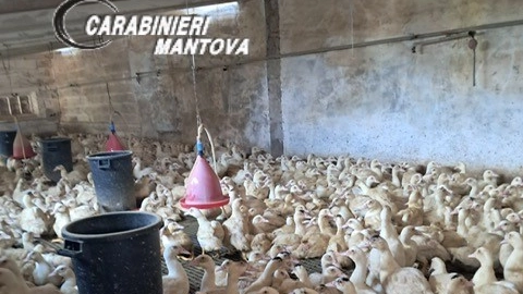 L'allevamento posto sotto sequestro L'allevamento posto sotto sequestro