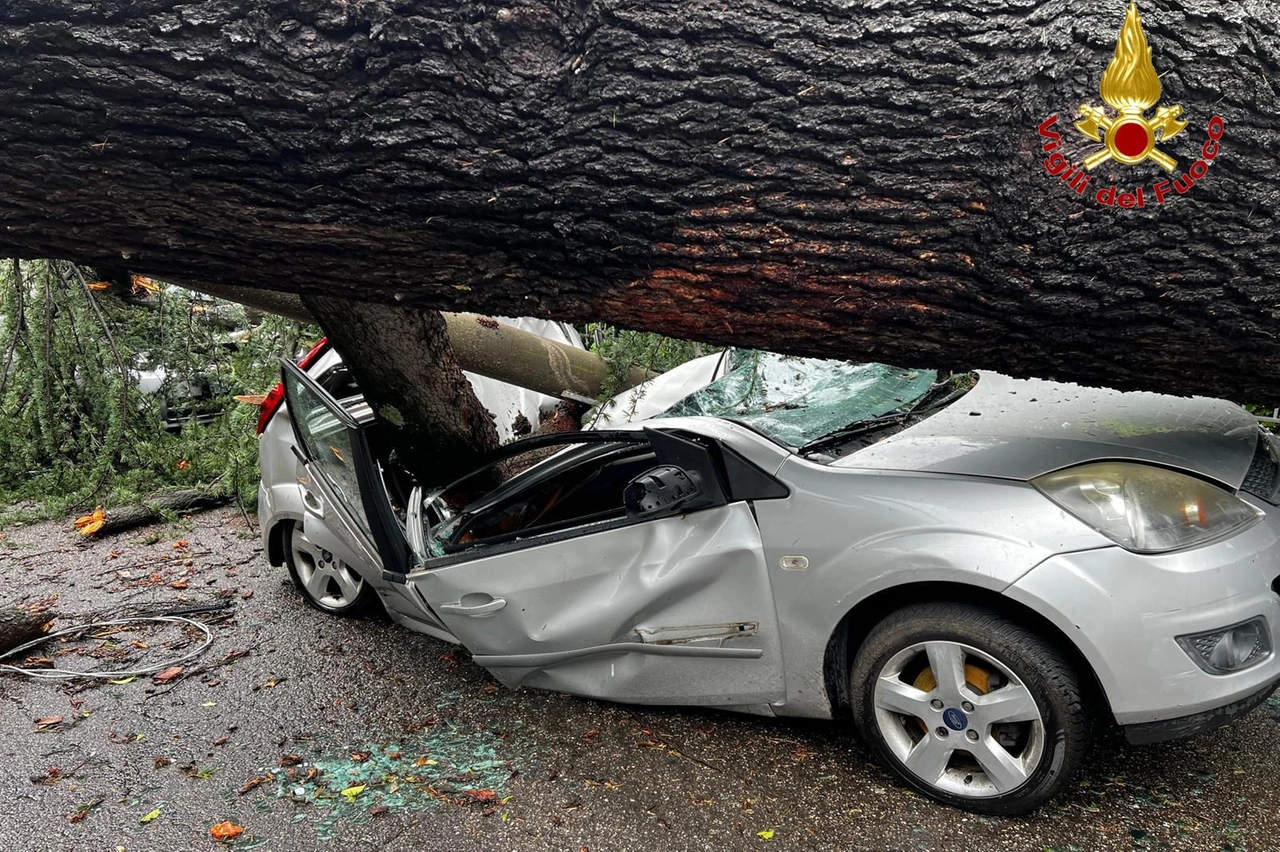Un albero crollato su un'auto (foto dei Vigili del Fuoco)