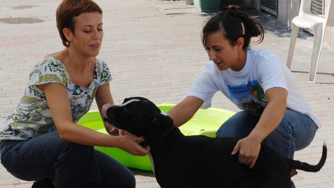 La crociata della Lega del cane di Elisa Cezza dura da tempo «Serve una normativa» La crociata della Lega del cane di Elisa Cezza dura da tempo «Serve una normativa»