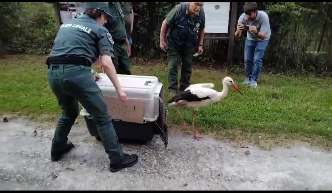 Una cicogna e cinque rapaci guariti tornano a volare nel Parco Adda Sud