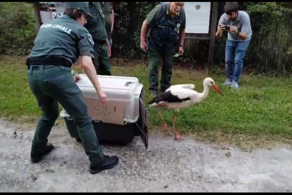 La cicogna torna in natura