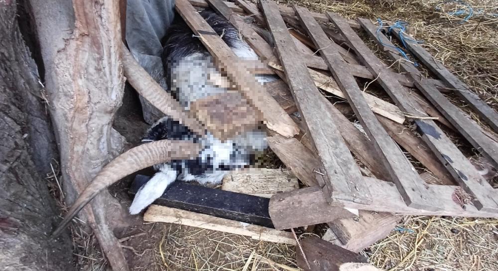 Lecco capre da Ilgiorno.it lecco capre e cavalli al pascolo tra carcasse di animali morti sequestrato allevamento abusivo