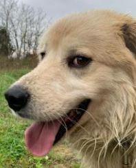 Cura e benessere dei cani: sabato il primo “Dog lovers day“ Cura e benessere dei cani: sabato il primo “Dog lovers day“