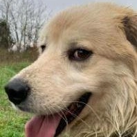 Cura e benessere dei cani: sabato il primo “Dog lovers day“