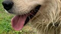 L’iniziativa. per supportare gli animali